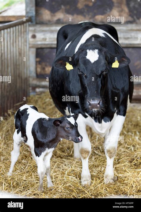 Holstein calf cattle cow hi-res stock photography and images - Alamy