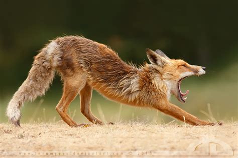 Lazy fox by thrumyeye on DeviantArt