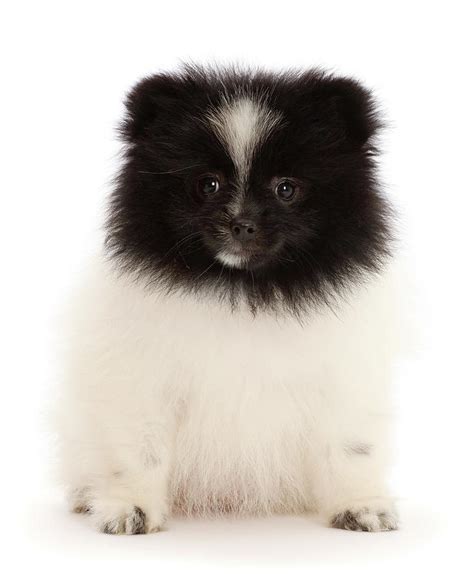 Black-and-white Parti Pomeranian Puppy Photograph by Mark Taylor - Fine ...