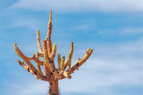 Cactus Desert Plants - Free photo on Pixabay - Pixabay