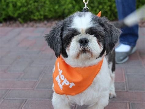 BAILEY Shih Tzu Adult - Adoption, Rescue for Sale in Las Vegas, Nevada Classified ...