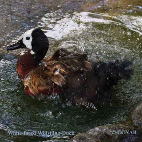 White-faced Whistling-Duck - North American Birds - Birds of North America