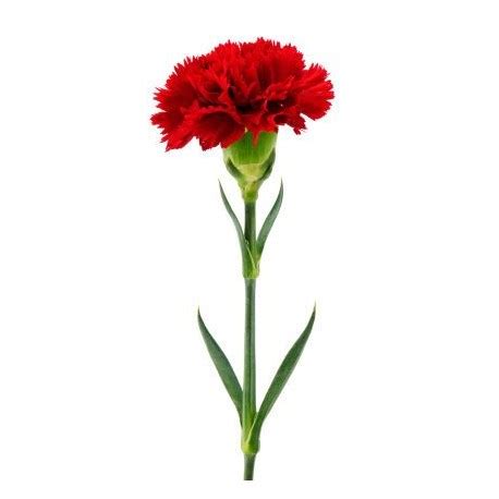 Single Stem Carnation (FFTC1)