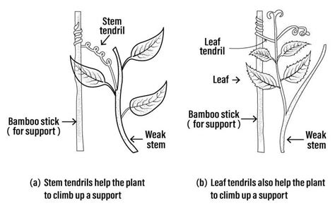 From the point of evolution, plant stem and leaf tendrils are examples of