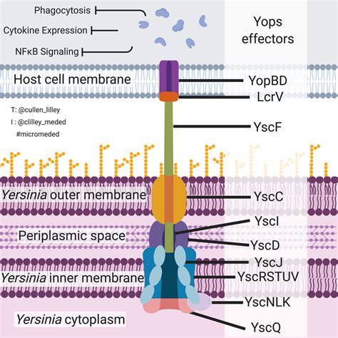 The Yersinia Type III Secretion System — PathElective