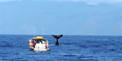 Best Dolphin & Whale Watching On Oahu - Hijinks