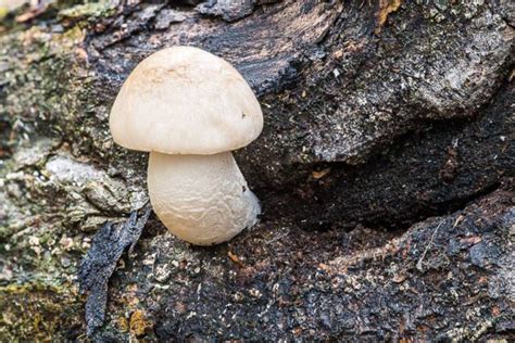 Elm Oyster Mushroom: Identification, Foraging, and Lookalikes - Mushroom Appreciation