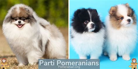 The Complete List of Pomeranian Colors: Photos and Full Details