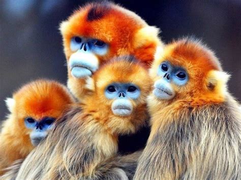 Explore 6 Endemic Animals in China | Expats Holidays