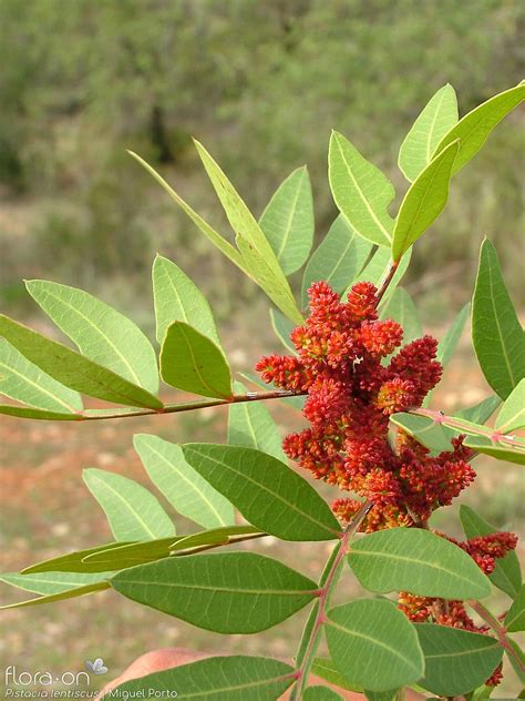 Pistacia lentiscus | Flora-On