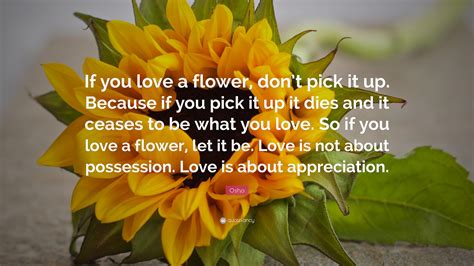 Quotes about Picking Flowers (26 quotes)