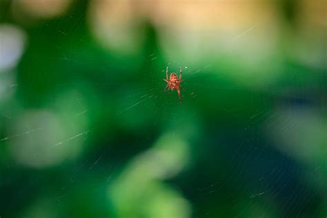 Spider | Clouds photography, Natural landmarks, Photo