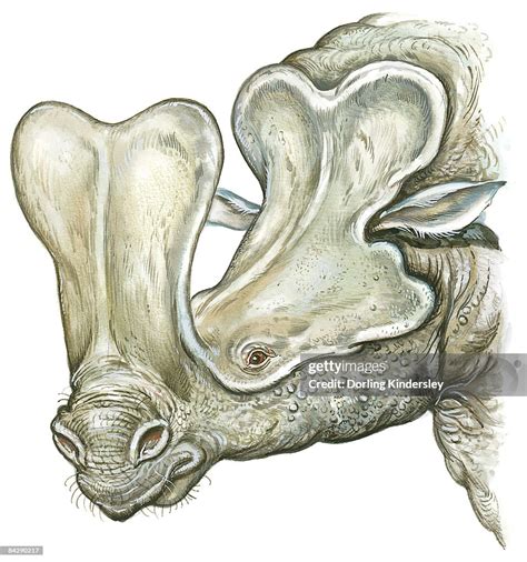 Embolotherium Skull