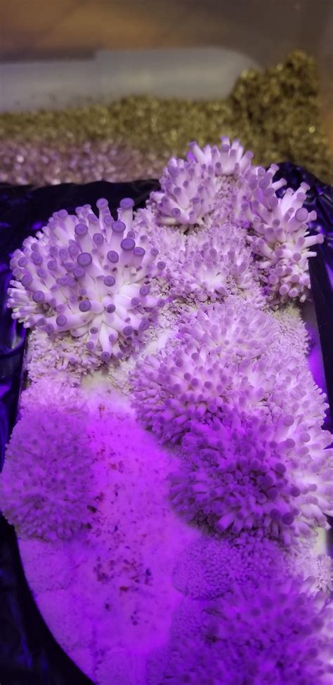 Oyster mushroom growing kit coming along nicely! : r/mushroom