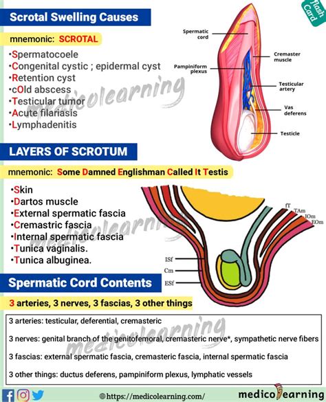 Scrotal Swelling Causes – MedicoLearning