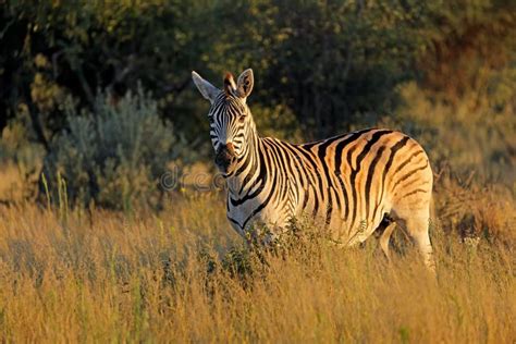 Plains Zebra in Natural Habitat Stock Photo - Image of natural, plains: 269174670