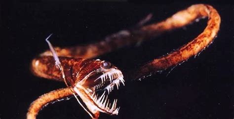 10 Most Frightening Looking Deep Sea Creatures