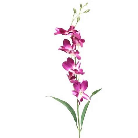 Orchid Flower Information