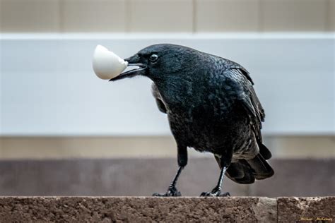 Loud, Curious American Crows: Most People Either Love Them or Hate Them | PetHelpful