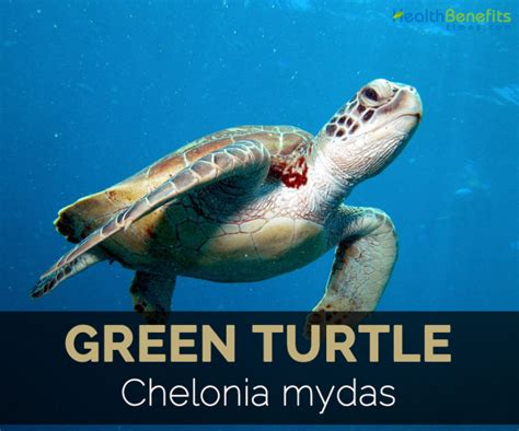 Green Turtle Facts, Health Benefits and Nutritional Value