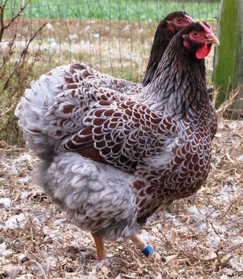 Blue Laced Red Wyandottes | Fancy chickens, Chickens backyard, Pet chickens