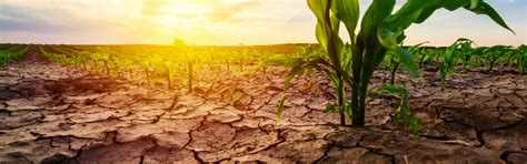 Climate Change And Agriculture: Strategies To Mitigate Risks