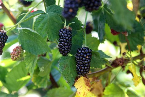 Natchez Organic Blackberry Plant - Backyard Berry Plants