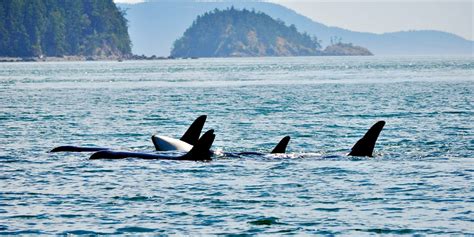 $59 – Whale-Watching Cruise from Orcas Island or Anacortes | Travelzoo