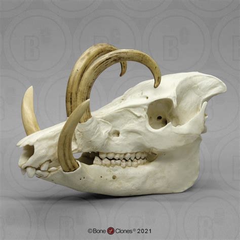 Babirusa Skull - Bone Clones - Osteological Reproductions