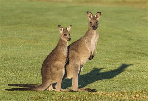 New documentary exposes Australia’s dirty secret – Kangaroos killed by ...