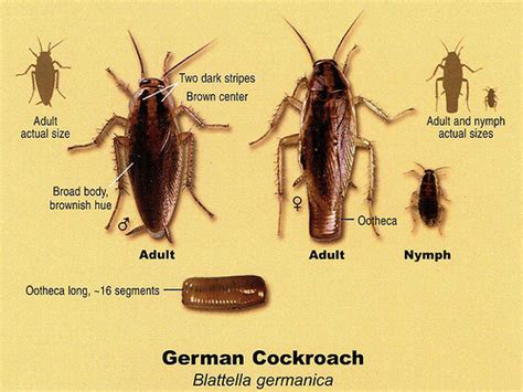 German Cockroach - J & L Pest Control