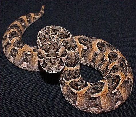 Tanzania's Most Dangerous Snakes - Meserani Snake Park