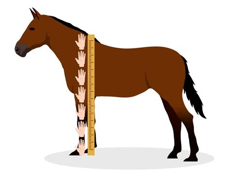 How Tall Is A Horse? (Full Guide Includes Breed Height Table)