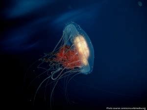 jellyfish bioluminescent – Just Fun Facts