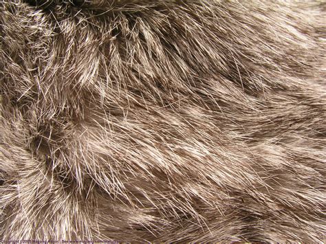 Rabbit Fur Texture | Wuthering Heights Texture | Pinterest | Texture, Fur and Weathered wood