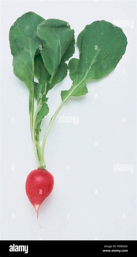 Radish with Leaves Stock Photo - Alamy