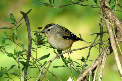 Spotted Pardalote female | Blackburn and District Tree Preservation Society