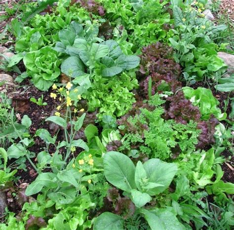 what is polyculture? by family food garden ... great article with ...