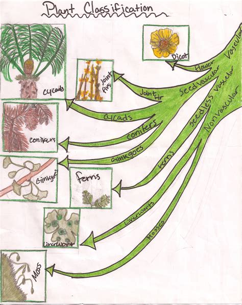 Plant Classification to understand the different levels of a plant | Homeschool science ...