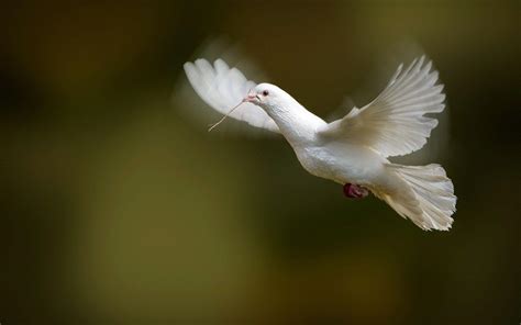 White Dove Wallpapers - Wallpaper Cave