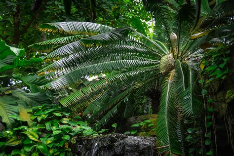 Missouri Botanical Garden - How to Relax in Paradise