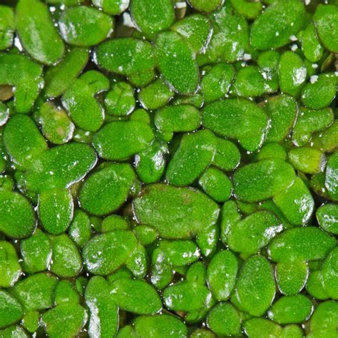 Duckweed (Lemna minor)