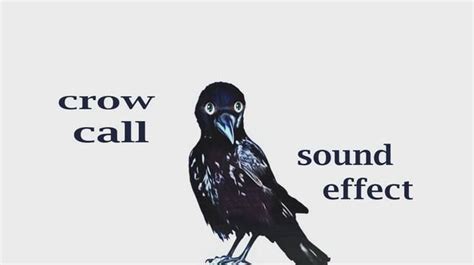 Crow Sound Effect - Videohive , After Effects,Pro Video Motion