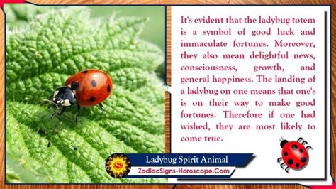 Ladybug Spirit Animal: Totem, Meaning, Symbolism and Dreams | Spirit ...