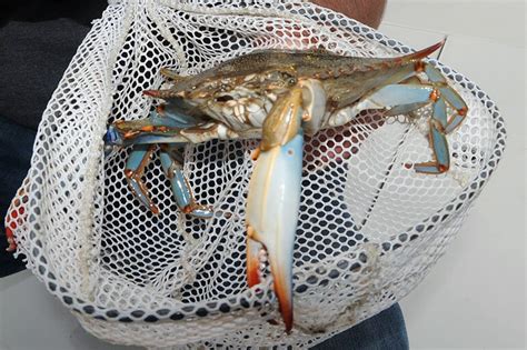 August Blue Crab Trap Closures Canceled - Florida Sportsman