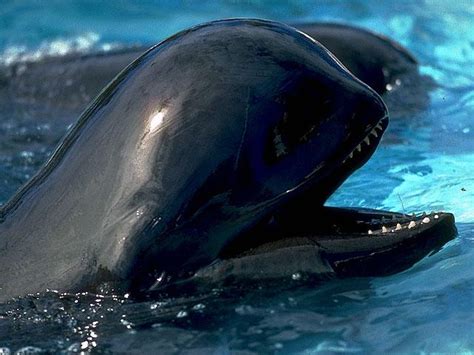 Pilot Whale - Facts, Habitat, Diet, Lifespan, Pictures