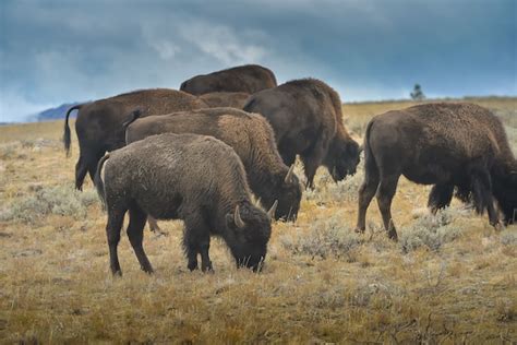 Premium Photo | Wild bison in yellowstone national park