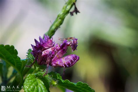 Spiny Flower Mantis | Makanyi Private Game Lodge