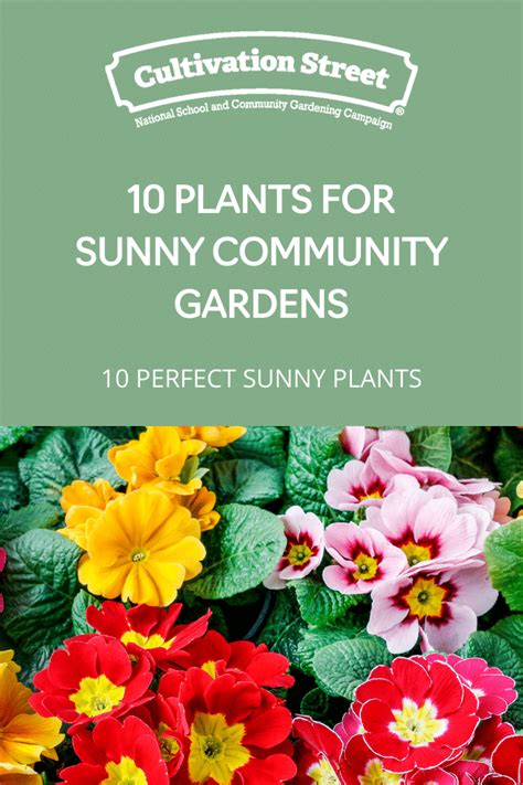 10 Plants for Sunny Community Gardens - Cultivation Street