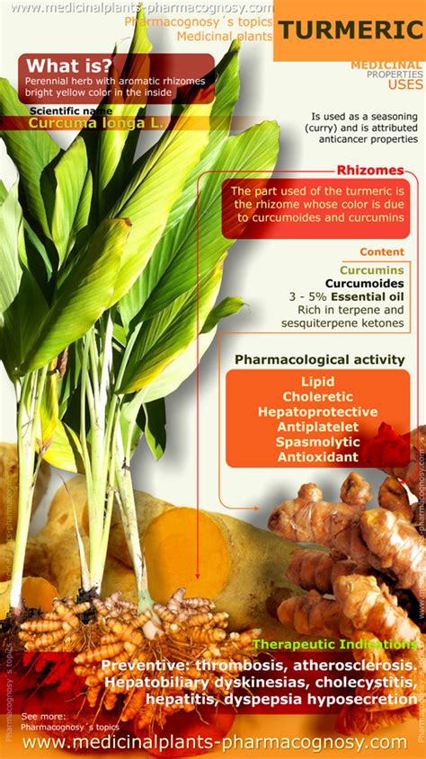 Turmeric benefits. Infographic - Pharmacognosy - Medicinal Plants